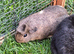 Female guinea pigs for sale