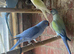Ringnecks lovebirds cocktails