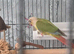 2 pineapple conures and large cage