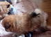 Pomeranian puppies