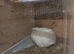 Available Ex Large Quails 2 x Hen Females English White Coturnix Quails 7 weeks old and still growing