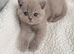 BRITISH SHORTHAIR - Full Pedigree/Registered