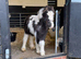 10* Loan Home for Mini Cob Foal