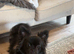 Black Pom/pug