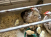 Small Sarama chicken and chicks