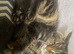 4 Beautiful Kittens
