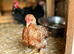 Trio of Breeding Bantams