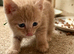 Last 2 kittens