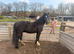 15.1 gelding