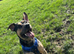 German shepherd cross rottweiler