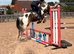 15h Irish sport horse X cob gelding 7 years old.