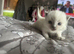 RagDoll Kittens