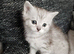 Pedigree Persian kittens for sale
