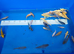 KOI MIXED