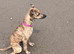 Whippet x Italian greyhound girl