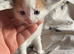 Kittens ready in 2 weeks