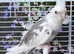 Various baby & adult cockatiels