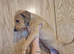 Alaunt/ bull x puppies