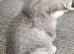 Chinchilla Scottish fold kittens