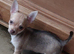 Beautiful chihuahua puppies