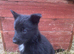 Pure bred German shepherd puppies