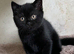 BSH Kittens