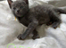 Grey kittens