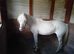 Few spot mare in foal