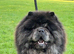 Merle chow stud - blue and Tan