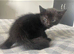 5 kittens for sale can deliver ready now