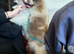 Pomeranian age 1 years male lilac Tri Teddy bear