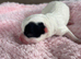 shih tzu pups ready to reserve