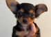 2 CHORKIE PUPPIES FOR SALE