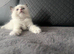 Ragdoll beautiful girl Ready now