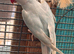 Indian ringneck female for sale