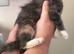 kittens 2 girls