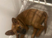 German Shepard cross chow chow