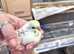 Violet/ pied baby budgies
