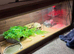 Make leapard gecko with full set up