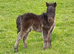 Tawna Murphy Show Quality Registered Miniature Colt Foal