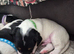 Stunning litter of jack russell puppies