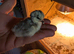 Lavender Pekin bantam chicks