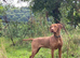 Gorgeous Vizslas