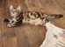 Female 5 month ginger silver tabby ,