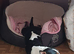 3 years Old AKC & KC Registered Miniature English bull terrier Boy
