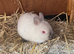 Stunning male and Netherland dwarf
