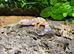 Jungle Rainwater Albino Leopard Gecko at Birmingham Reptiles