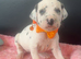 Beautiful Dalmatians for sale