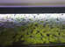 Frogbit & Water Lettuce. Floating plants
