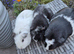 Beautiful Adult Guinea Pig Sows